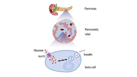 beta cells diabetes